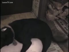 A beast drills a pale, dark brown milf at home.